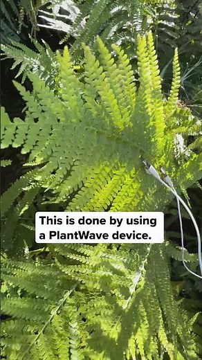 In a garden, we recorded the bioelectric signals of a fern, and the sounds got wild