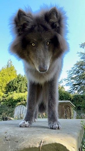 Can you outstare me? My Blue Wolf 💙🐺 #notabluebay #bluewolf #bluewolfdog #mybluewolf #werewolf #gameofthrones #fenrir #mythologytattoo #mysticalcreatures #wolf #wolves #wolfdog | Anneka Svenska
