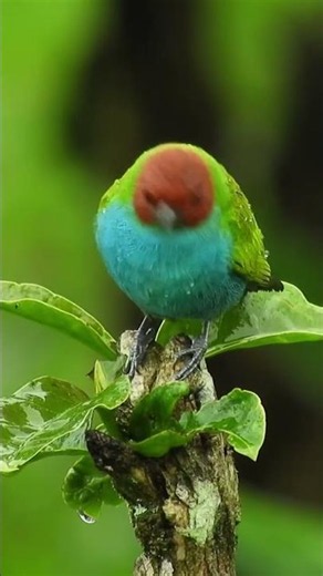Bird Sounds & Gentle Guitar 🌿