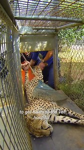 653K views · 15K reactions | Cheetah isn't eating 梁 | Untamed | Facebook