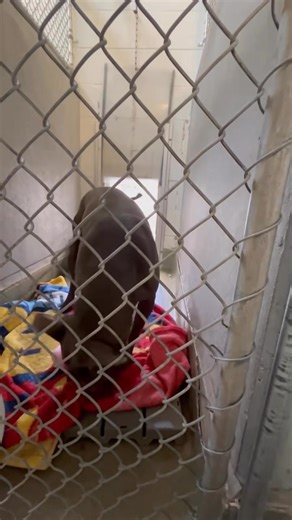 4.1K views · 128 reactions | Shelter Pets Need Presents Too...