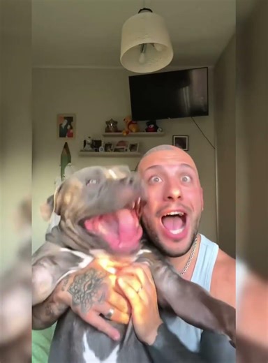 Funny Dogs #Funny #Cute #Dogs #Pets #Trending #ForYou #TikTok