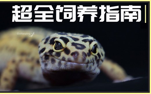 【饲养指南】国外大佬教您如何养好豹纹守宫 | GoHerping