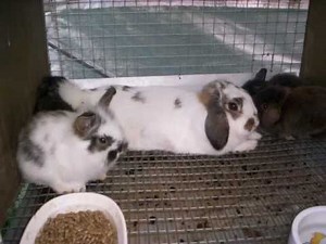 En mémoire de mon petit coeur, Jack...