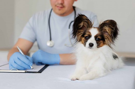 Fenbendazole Dosage Chart for Dogs: Risks, Side Effects, Dosage, and More
