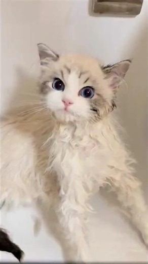 Amazing Kitty 🐾 | Cute & Adorable Family Time #cute #kitten #cat #meow #kitty #kittens #funny