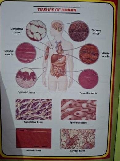 tissues of human being #gnm #gnm1styear #anatomy #nursing