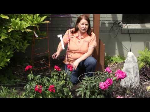 How to Make a Peony Support With a Tomato Cage : Grow Guru