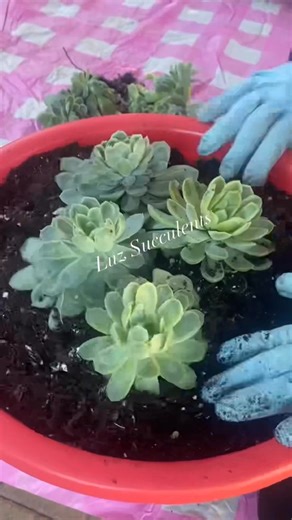 Planting and propagating Echeveria Elegans🥰 #succulents #tutorial #garden #propagation #planting #hobby #passion #gardening | Luz Yuhas