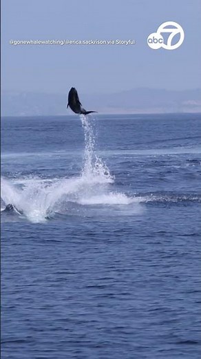 'Spectacular' video of dolphins leaping off CA coast
