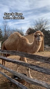 Visit Aladdin on the 12-acre field until January 6th: https://bit.ly/3DSHVLd Why do we have a camel? In 1787, George Washington paid 18 shillings to bring a camel to Mount Vernon to entertain his guests during the Holiday Season. Learn more here: https://bit.ly/30DiAXS Fun fact: Aladdin has lived in Virginia his whole life. He is easily able to regulate his temperature to keep himself warm, just as he would in the desert at night. | George Washington's Mount Vernon