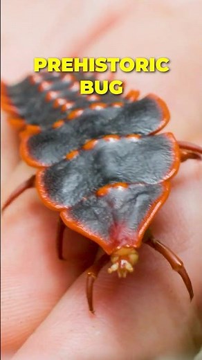 Prehistoric Bug Never Evolved!?