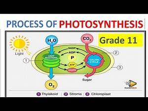 process of photosynthesis: grade 11 life sciences (get answered) by m.saidi