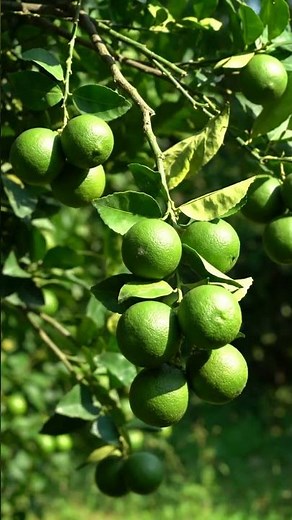 Fresh Limes on the Tree: From Green to Yellow | Ripe Citrus Fruit