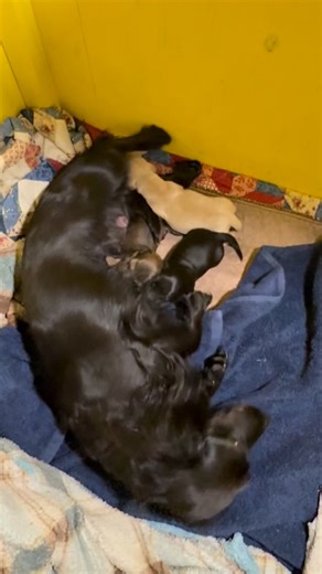 Ebony and her babies say Happy Halloweenie #dachshundpuppy #dachshundlife #dachshund #dachshundlove #dachshunds #puppy #weinerdogworld #puppylife #dachshundoftheday #dachshundsofinstagram | Lincycomb Dachshund Hill