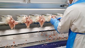 Zu Besuch in Zell LU: Blick TV besucht Pouletfabrik von Bell