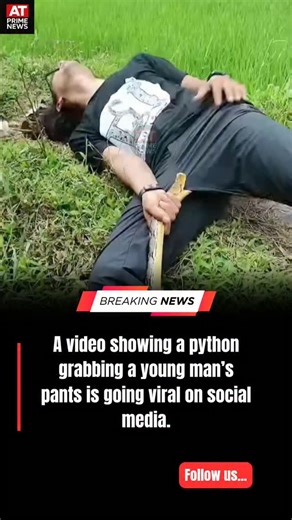 ATPrimeNews on Instagram: "A video showing a python grabbing a young man’s pants is going viral on social media. #atprimenews #BreakingNews #viralnews"