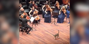 Cat steals the show during orchestra’s Beethoven performance