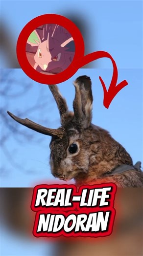 Would you choose the gentle Nidoqueen or the powerful Nidoking? #Pokemon #Nidoran #Shorts