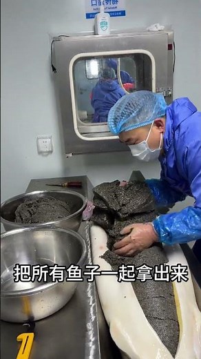 鲟鱼取卵全过程 #科普 #百科密码#涨知识
