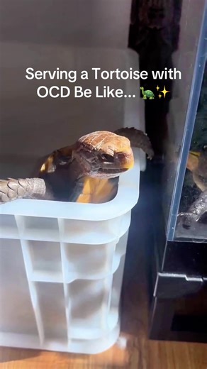 My Asian box turtle is the ultimate diva about his cleanliness! The moment he does his business, it's an EMERGENCY evacuation from his enclosure. Not a second longer! 😤 He truly believes his home is a five-star hotel, not a bathroom! 💩🚫 #TortoiseLife #TortoiseOwner #AsianBoxTurtle #TurtleTok #ReptileClean