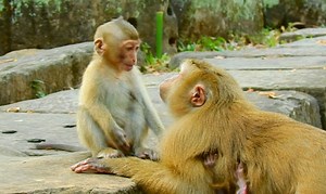 Are you fine, my babe Rainbow?? How sweet love big sister Luna giving warm comfort Rainbow in romantic way | Adorable Monkey