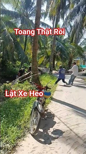 Pig Truck Overturns Accident #longpịavlogs