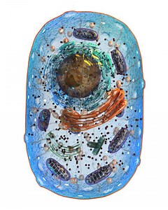 Citoesqueleto - Brasil Escola