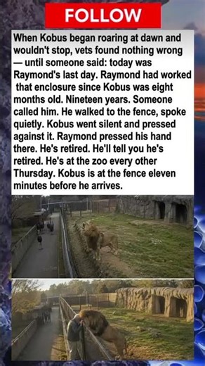 A lion roared from dawn and wouldn't stopIt was the last day of the keeper who raised him for19years