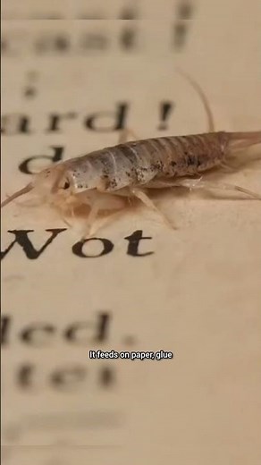 Firebrat – The Heat-Loving Insect!