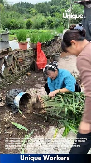 Farming: a sustainable crop source with ginger farming