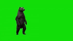 3D character animation of a bear standing and looking around against a green screen background. Perfect for visual effects, compositing, and wildlife-themed scenes