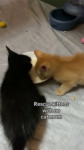 Feeding Kittens Weaning Milk