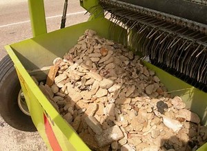 Beach Cleaners Removing Rocks and Shell
