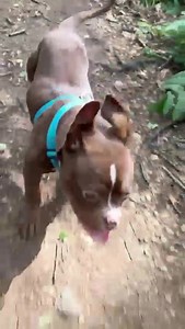 1.7K views · 118 reactions | Agnes www.westyorkshiredogrescue.co.uk | West Yorkshire Dog Rescue | Facebook