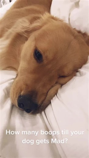 Booping a Golden Retriever: How many boops till your dog gets Mad?