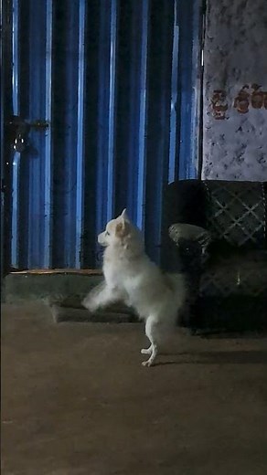 funny 🐕 dog . see how this dog calling to the people in a funny way , #cute #dog #pets