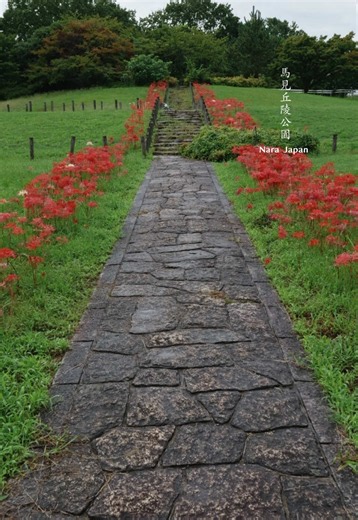 雨上がりの馬見丘陵公園🌿 両脇に並ぶ彼岸花が 雨に濡れて、しっとり綺麗でした。 赤い彼岸花の間を ひらひら舞うアゲハ蝶🦋 雨上がりに出会った 静かな秋の景色🍂 📍奈良県 馬見丘陵公園 2026.9 pic