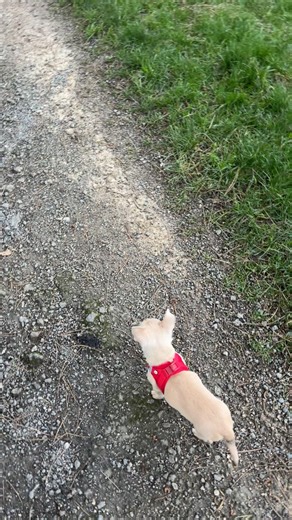 Première balade de bébé alpha sans laisse adorable avec papa et maman ❤️❤️❤️#pourtoi😊