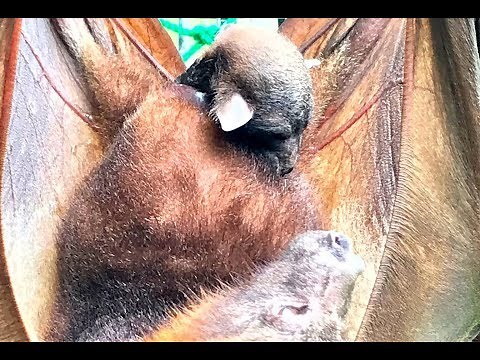 Little Red Flying-Fox gives birth: Sky and Jake