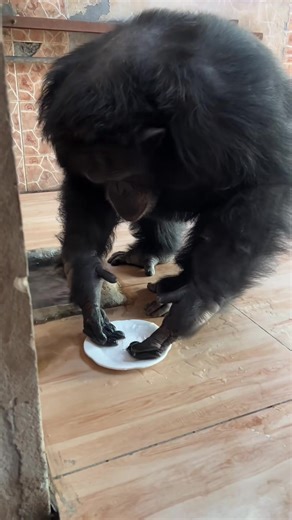 Chango Washing Dishes: Cute and Funny Monkey Video