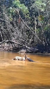 BREAKING: First recorded footage of a jaguar attacking a black caiman.