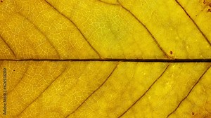 Close-up detail time-lapse of tree leaf changing color during fall season. Green autumn leaf drying getting yellow orange and brown. Timelapse macro view plant leaf texture aging during seasons change