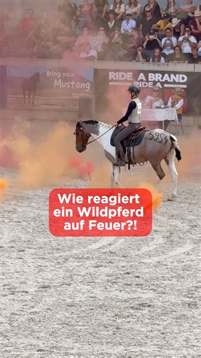Unsere Trainer Challenge Gewinner-Team 2025 - so beeindruckend, oder was sagst Du?! ❤️‍🔥 Auch 2026 werden wieder wundervolle Trainer und Mustangs ihre magischen Verbindungen in Aachen präsentieren. Da möchest Du dabei sein? Dann sichere Dir noch heute im Secret Ticket Shop Dein Ticket für das große Finale in Aachen 😍 Der Secret Ticket Sale ist schon fast vorbei, sichere Dir jetzt noch die beste Plätze vor allen anderen. Zugang für den Secret Ticket Shop erhältst Du automatisch über unseren New