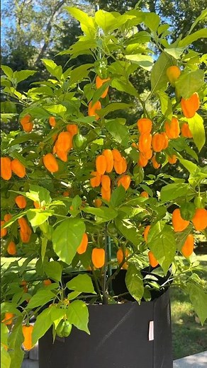 How to grow LOTS of peppers 🌶️