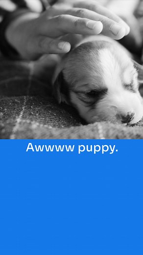 We could look at new data all day. Gaze upon our new fecal data study by clicking below. You’ll be glad you did. | IDEXX