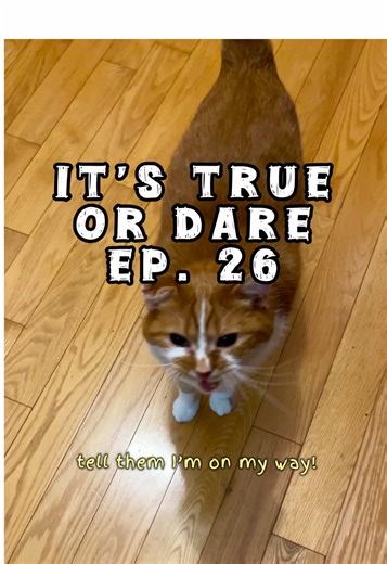 BEAN WITHOUT BORDERS 🌎🐈 #ItsTrueOrDare #meow #beautynthebean #cats #catsoftiktok