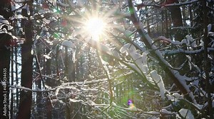 The bright sun in winter through the branches of the trees on which the snow lies. Winter beautiful forest, background