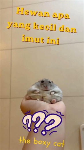 Hewan Kecil dan Imut Ini Bikin Gemas! Kenalan Sama Hamster Yuk