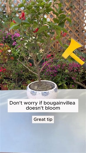 2.7M views · 22K reactions | Tap water prevents plants from blooming. #gardeninspiration #flowers #garden #plant #gardening #green #houseplants #plantlover #indoorplants #flowers #garden #plants #plantlife #gardendesign #gardener #gardenlove #mygarden #green | Pro Gardening | Facebook